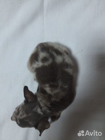 Мальчик той-терьер