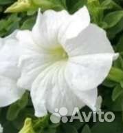 Петуния Опт и розница и другие цветы и овощи