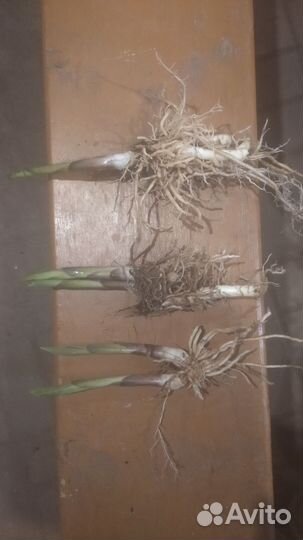 Хоста в ассортименте