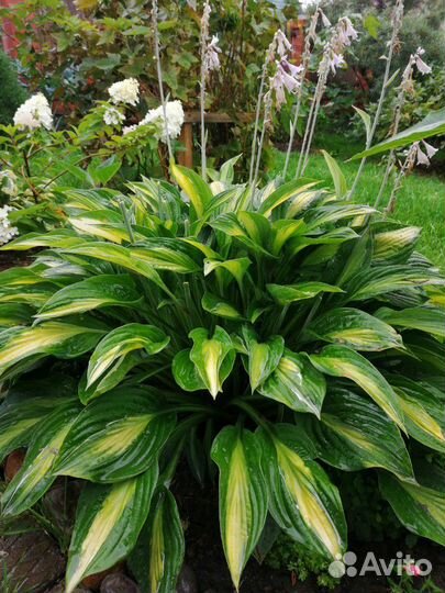 Растения для дачи