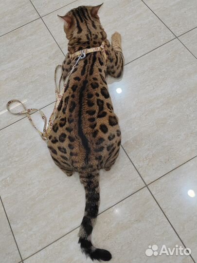 Бенгальские котята