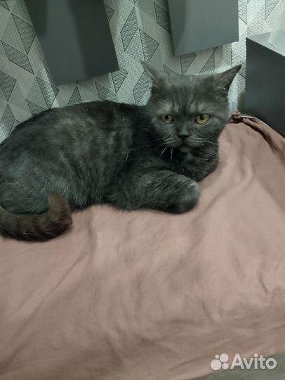 Кошка, британка, 1.5-2года