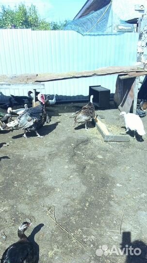 Продам семью индюков