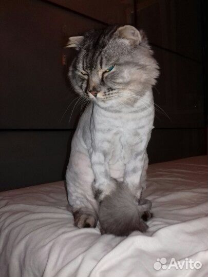 Стрижка (груминг) кошек и собак, экспресс линька