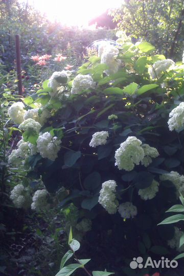 Саженцы гортензии