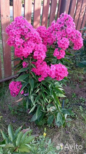 Флокс нереально красивый