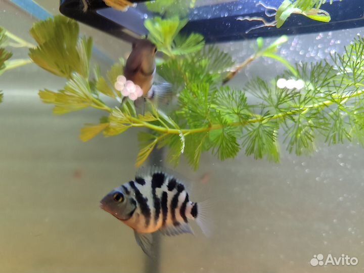 Цихлозома чернополосая