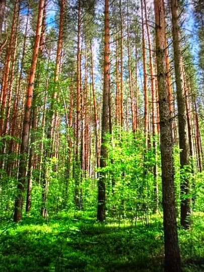 Участок 11,9 сот. (СНТ, ДНП)