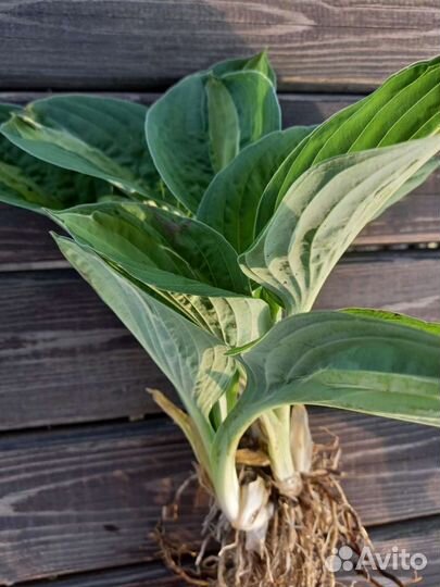 Хосты Киви Фул Монти и Стриптиз