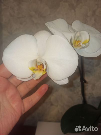 Орхидея Сого Юкидан Sogo Yukidian