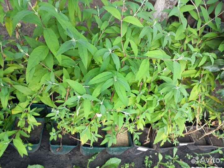 Буддлея Давида сиреневая