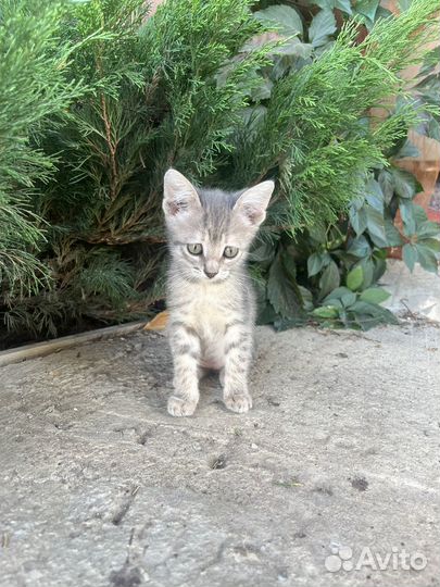 Котята в добрые ручки