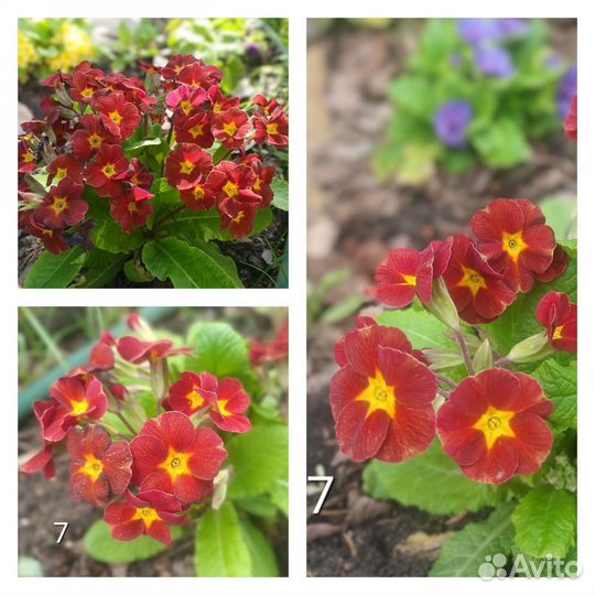 Семена примулы