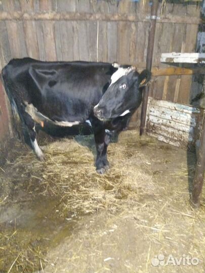 Корова высокоудойная