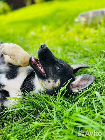 Щенки хаски помесь