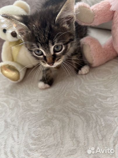 Котенок сибирский