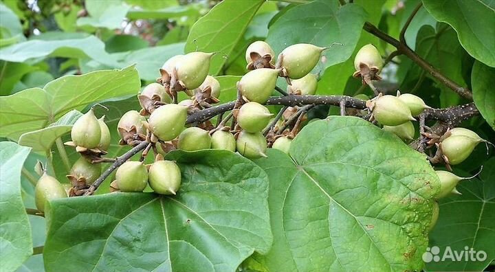 Дерево Павловния