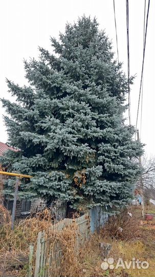 Ель голубая