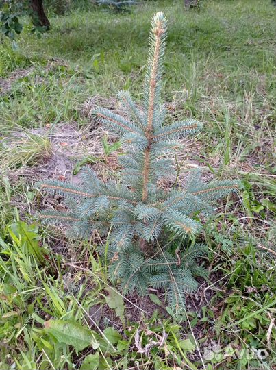 Ель голубая саженцы