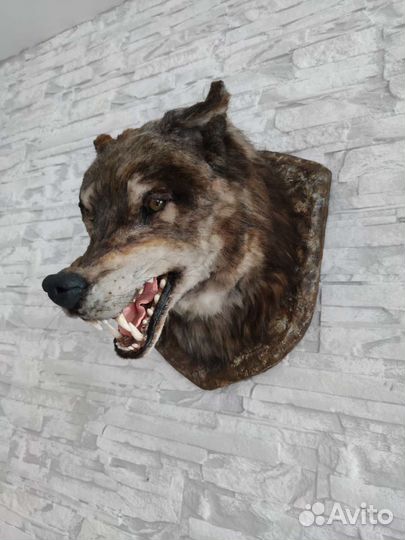 Чучело голова волка