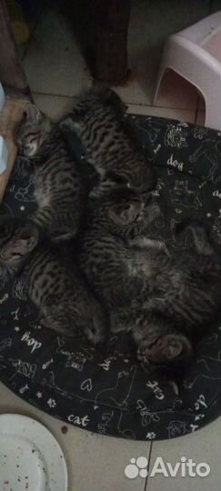 Котята в добрые руки приучены к лотку