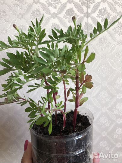 Бархатцы низкорослые