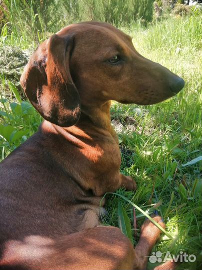 Такса гладкошерстная стандартная