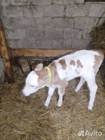 Телята телочки