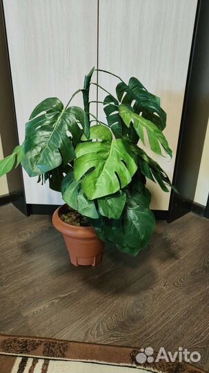 Искусственные растения