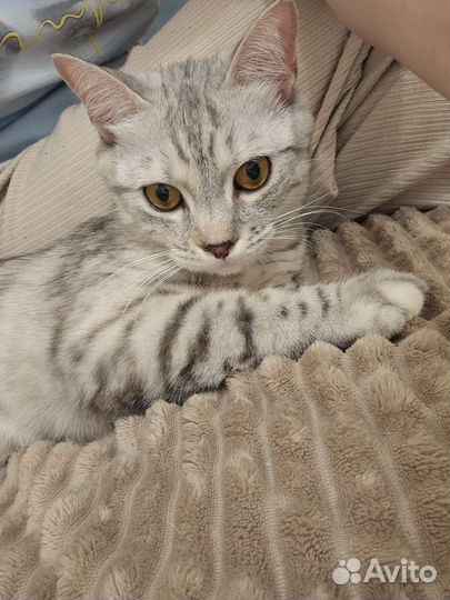 Кошечка в добрые руки