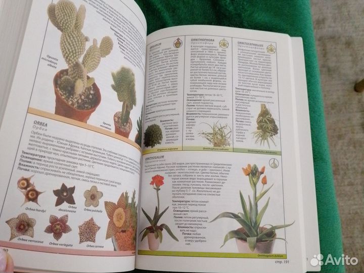 Энциклопедия комнатных растений