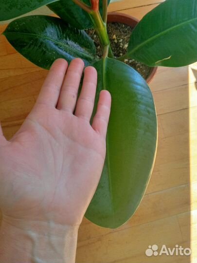 Фикус Эластика
