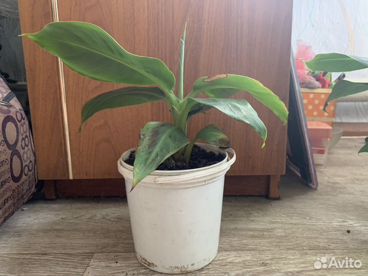 Карликовый банан