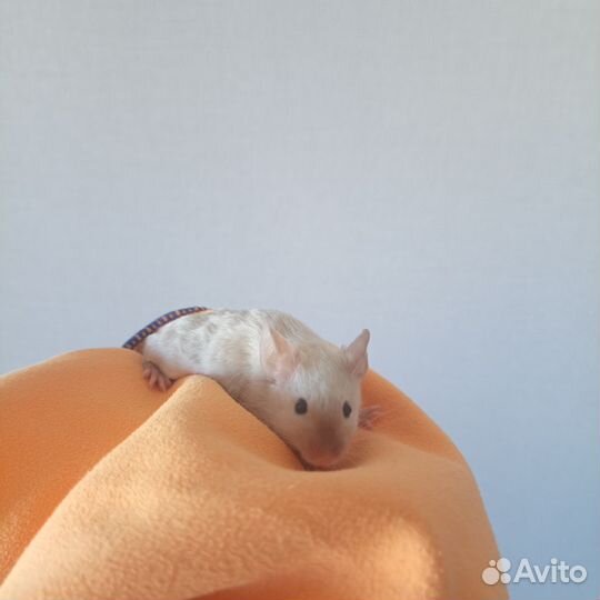 Сатиновые мыши
