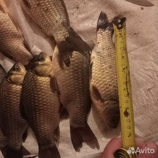 Карась живой