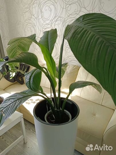 Спатифиллум сенсация