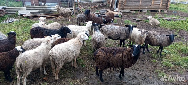 Овцы бараны
