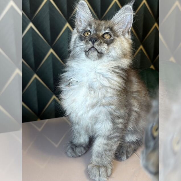 Мейн-кун котёнок