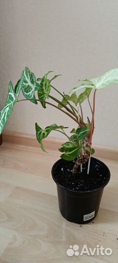 Сингониум imperial white