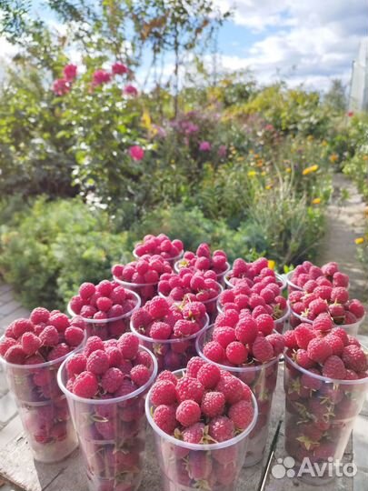 Ягоды Саженцы малина смородина клубника мята