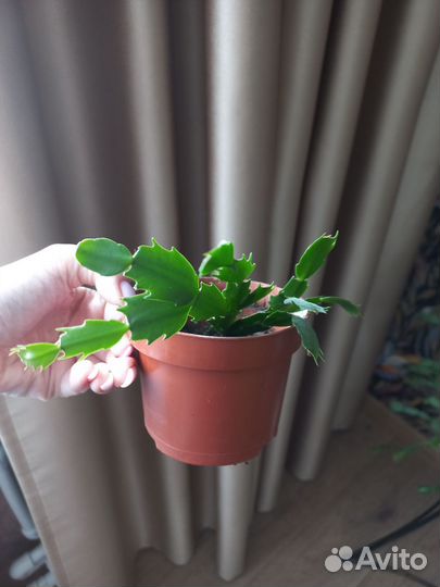 Комнатные растения