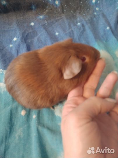 Морские свинки гладкошерстные