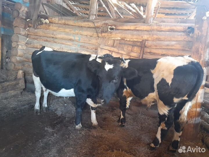 Корова стельная и бычок