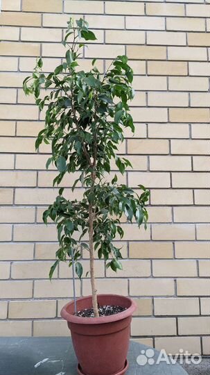 Фикус бенджамина