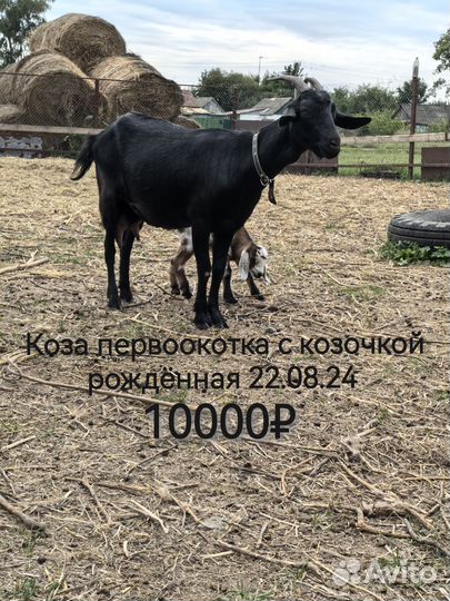 Козы и козлята