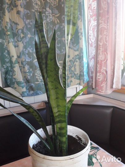 Сансевиерия