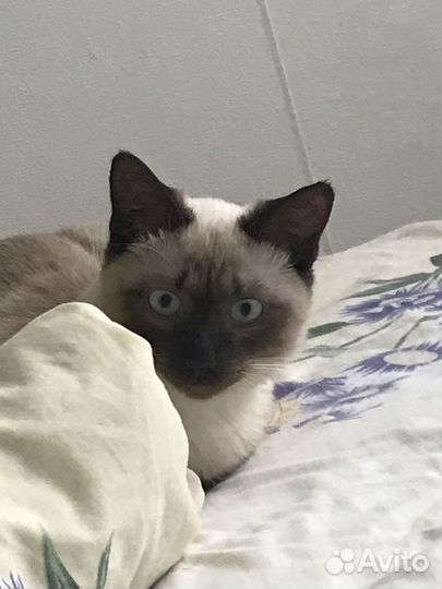 Кот вязка сиамец