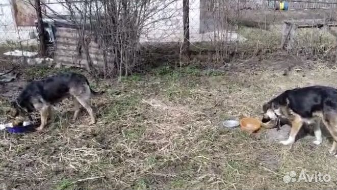 Собака в добрые руки отдам бесплатно