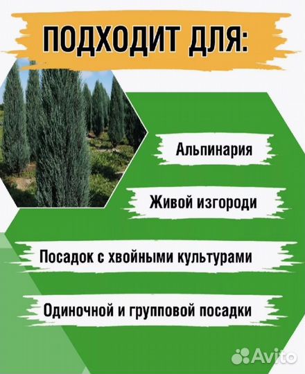 Можжевельник блю эрроу саженец