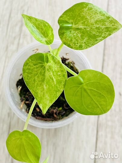 Диффенбахия дрифтинг,алоказия кукулата белая вар